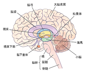 脳　仕組み　記憶　構造