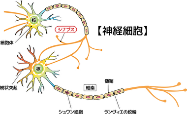 脳　記憶　ニューロン